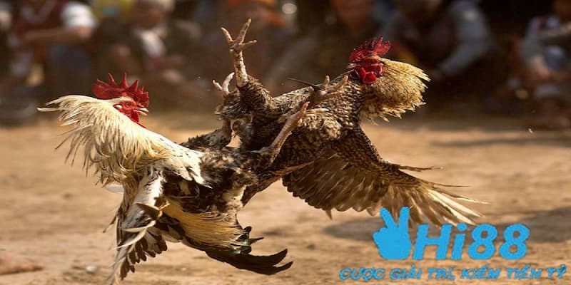 Tại sao cần phải biết về các cách đá gà mạng luôn thắng?