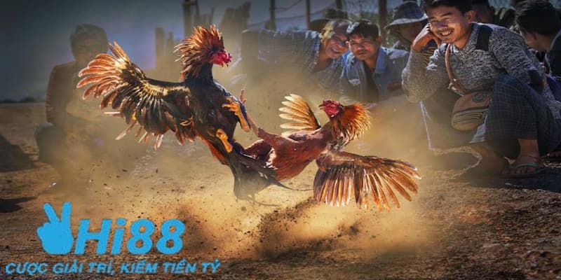 Khám phá về đá gà cựa dao là gì?