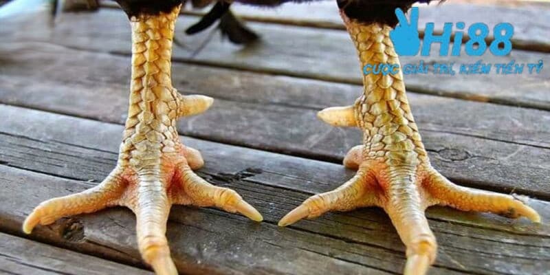 Những lý do mà vảy gà chọi thần kê được săn đón