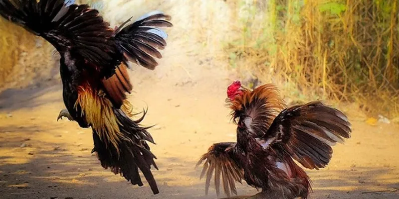 Đá gà trực tiếp casino tại 789Bet - Đấu trường gay cấn và hấp dẫn