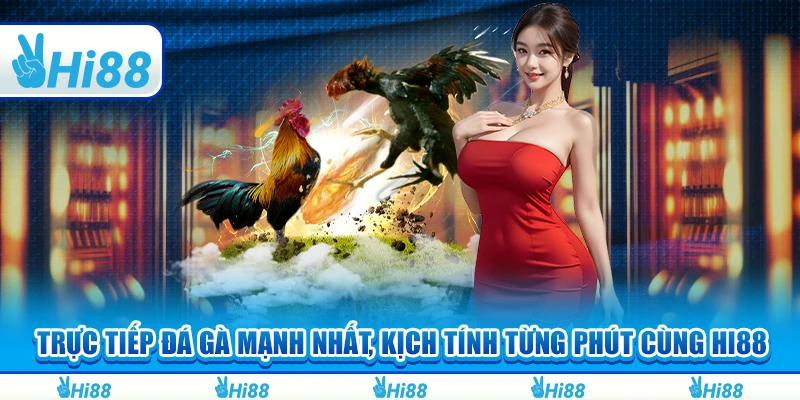 Trực Tiếp Đá Gà Mạnh Nhất, Kịch Tính Từng Phút Cùng Hi88