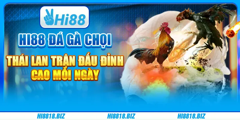 Hi88 Đá Gà Chọi Thái Lan – Trận Đấu Đỉnh Cao Mỗi Ngày